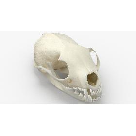 White Breasted Marten Skull and Jaw 01 model